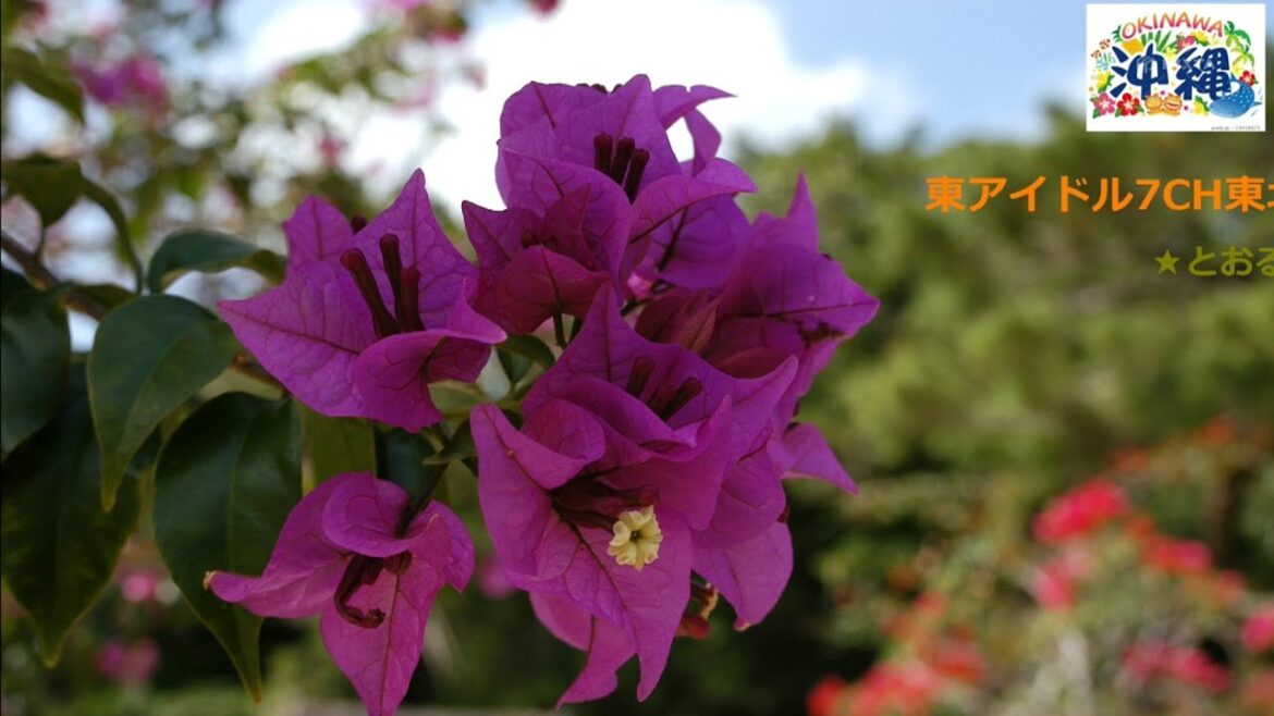 とおる観光旅行の沖縄旅行オープニング。琉球村、那覇空港★東徹!Okinawa trip とおる観光旅行の沖縄旅行オープニング。琉球村、那覇空港★東徹!Okinawa trip