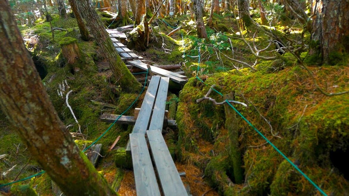 Walk in a Enchanting Forest, Princess Mononoke's forest for relaxing Walk in a Enchanting Forest, Princess Mononoke's forest for relaxing