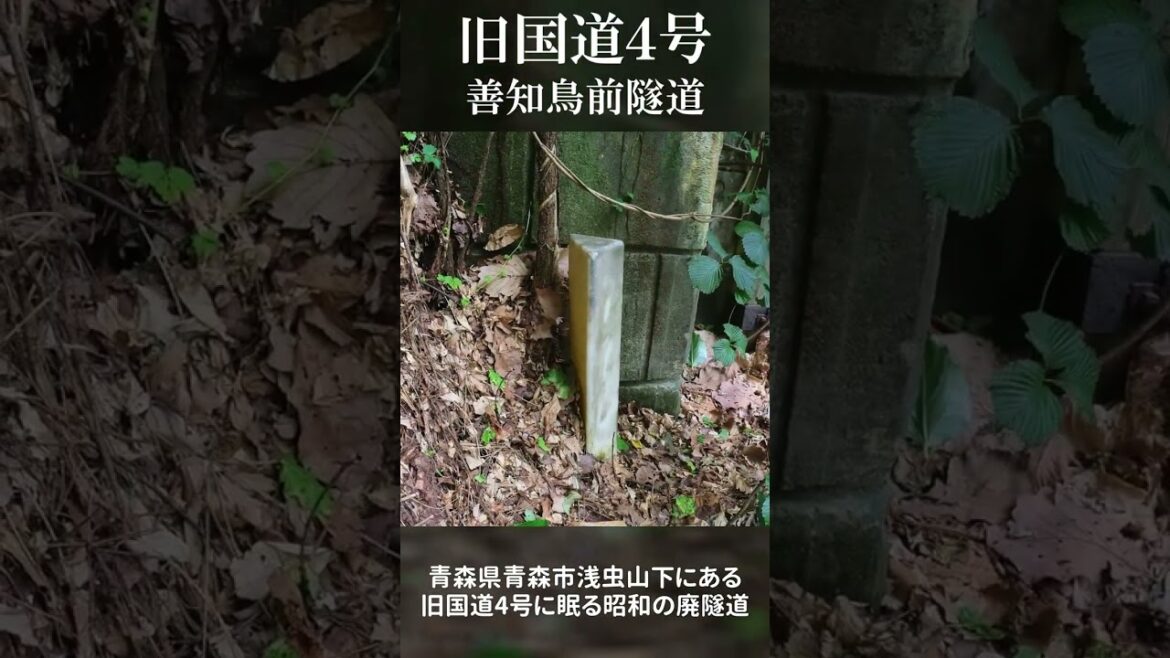 【#shorts】静かに眠る善知鳥前隧道｜旧国道4号｜青森県青森市浅虫山下｜2022年7月下旬【テスト動画】