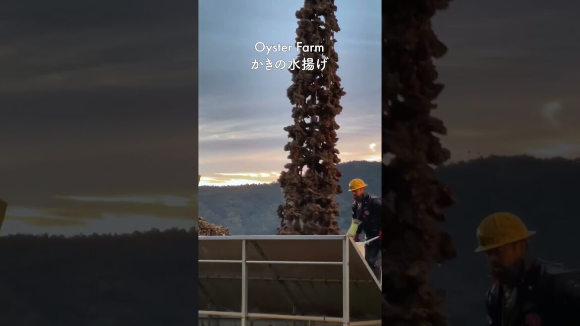 宮島・カキの水揚げツアー&かき小屋🦪 本編はコメント欄へ #shorts #oyster #miyajima #japantrip 宮島・カキの水揚げツアー&かき小屋🦪 本編はコメント欄へ #shorts #oyster #miyajima #japantrip