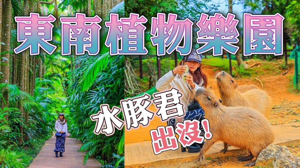 沖繩景點~東南植物樂園，成群的水豚君出沒~大人小孩都愛的親子景點