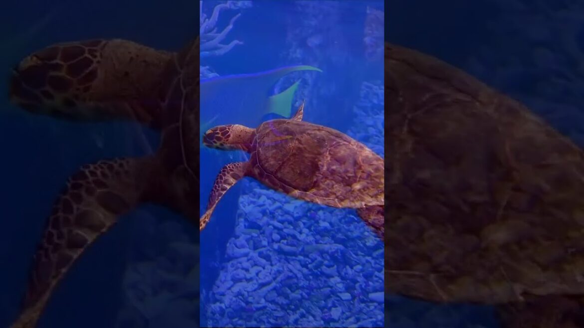 60 Seconds of Relaxation - Incredible Underwater Ocean Life