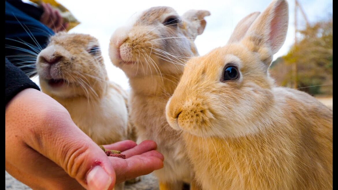 世界でここだけ!700羽のウサギが暮らす島で永遠餌やり! | 広島県大久野島 世界でここだけ!700羽のウサギが暮らす島で永遠餌やり! | 広島県大久野島