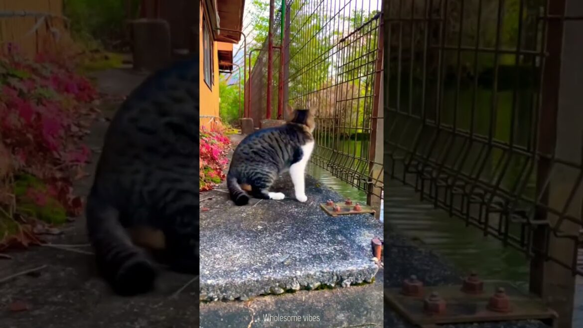 Autumn 🍂 in Japan 🇯🇵🌏#youtubeshorts #ytshorts #youtube