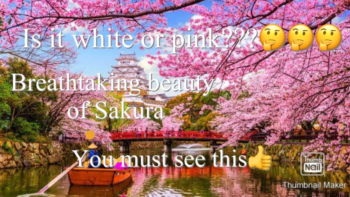 Cherry Blossoms in Japan|| hazel vlog Cherry Blossoms in Japan|| hazel vlog