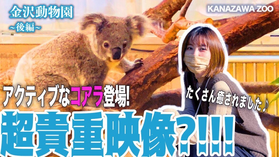 【貴重♪】金沢動物園へ！(神奈川)コアラ可愛すぎた... / Kanazawa Zoo #vlog