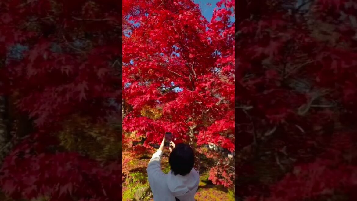 Breathtaking Kyoto Autumn Foliage in Jojakko-ji Temple #japantravel Breathtaking Kyoto Autumn Foliage in Jojakko-ji Temple #japantravel
