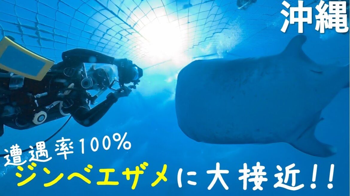 【沖縄 ダイビング】必ず会えるポイント!!ジンベエザメと泳ごう!! 【沖縄 ダイビング】必ず会えるポイント!!ジンベエザメと泳ごう!!