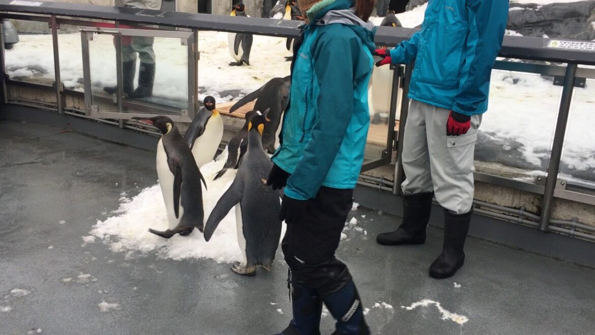 Penguin March (Going Home)