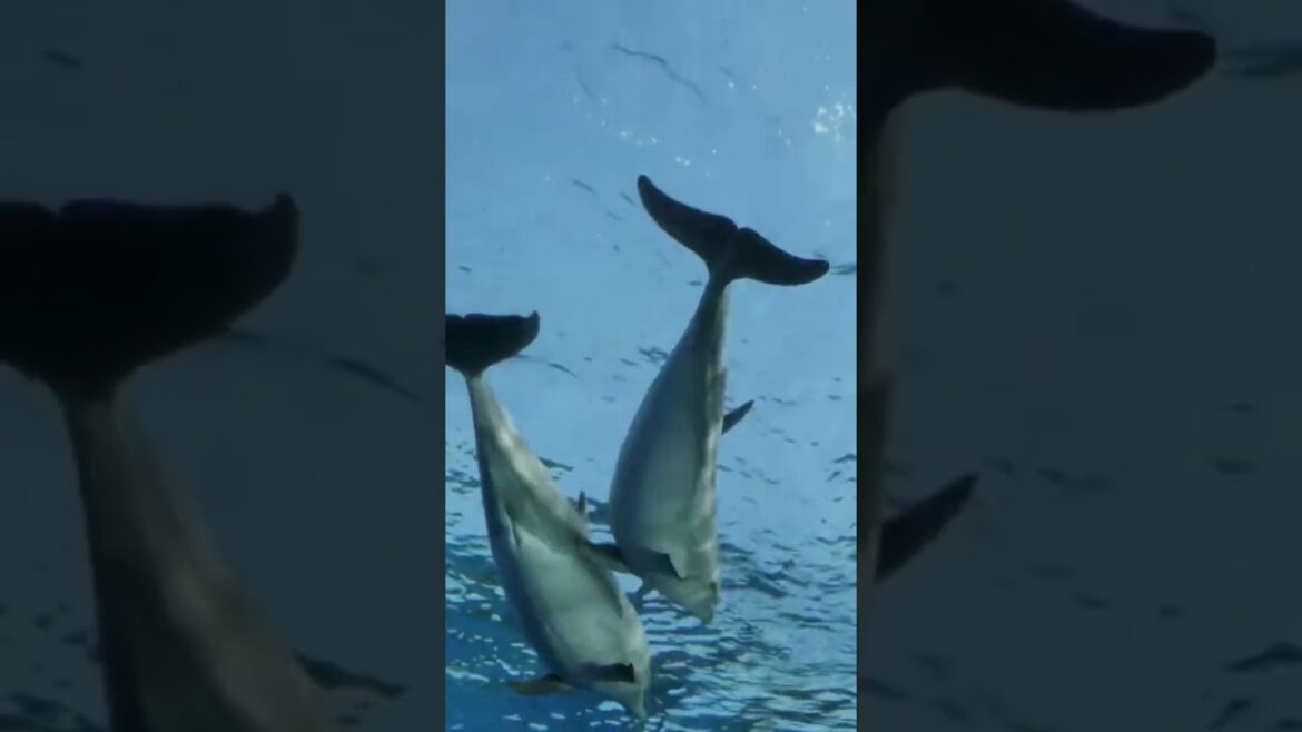 DOLPHINS IN YOKOHAMA JAPAN #travel  #japan  #shorts #viral
