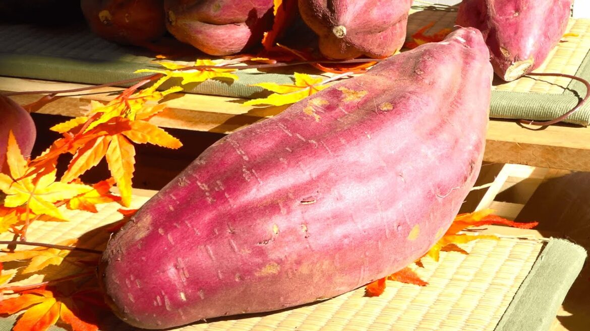 Japanese Street Food | Crispy Fried Sweet potato, Making Homemade Sweet Potato Chips