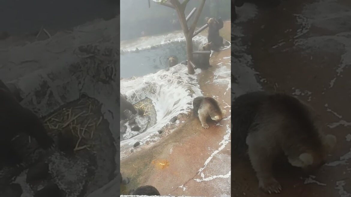 Hungry Bear π©π© Hokkaido Japan #shorts Hungry Bear π©π© Hokkaido Japan #shorts