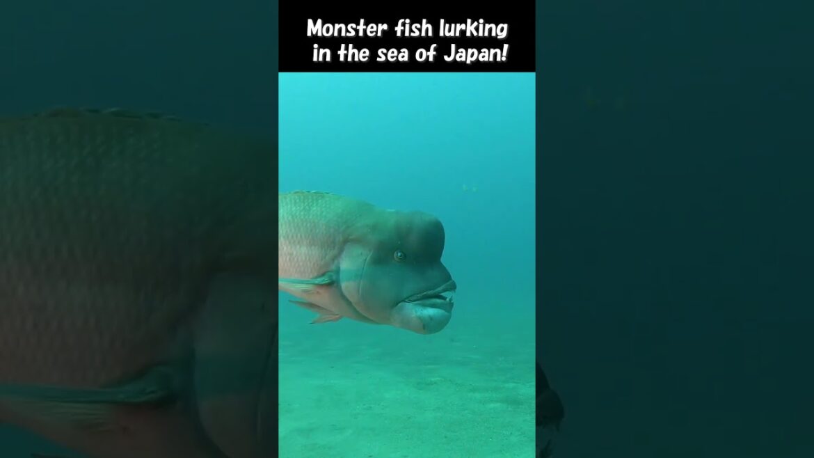 【4K】Japan's best diving！😆① #shorts