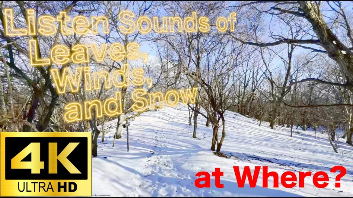 【Walk in Snow】Alps? Whisler? North Europe?  No, it's easy access to climb