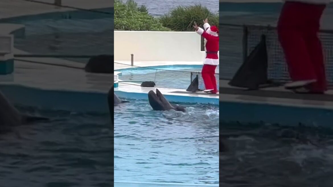 춤추는 돌고래🧑‍🎄 | イルカのダンス🐬 | a dancing dolphin | 沖縄美ら海水族館 | 오키나와 가족 여행, 데이트 코스 추천 | 家族旅行におすすめ | デートコース