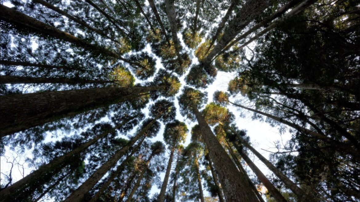 ③【鹿児島県/根占方面】「岩屋不動（洞泉庵）」へ！風もないのに揺れる葉っぱ！何かのフラグか！？2023/01/11