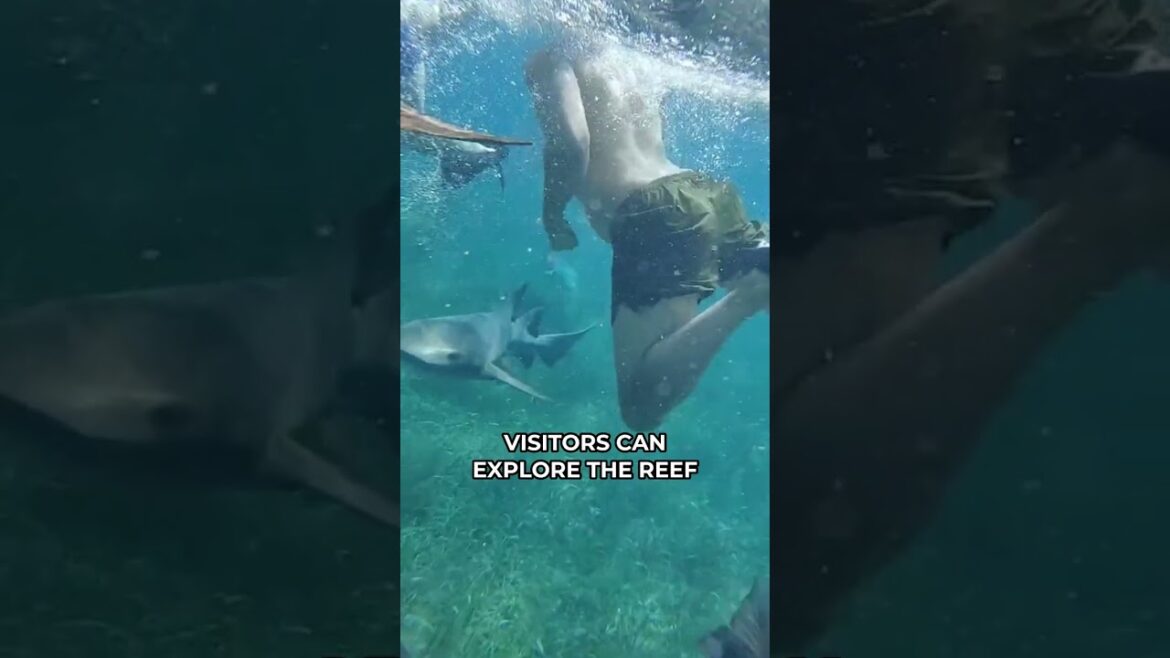 Experience the magic of Belize through our lens