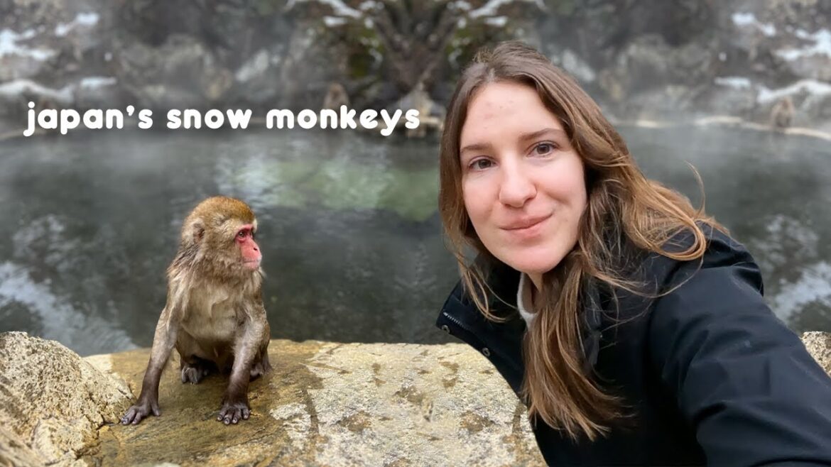 Hanging Out with Japanese Snow Monkeys Hanging Out with Japanese Snow Monkeys