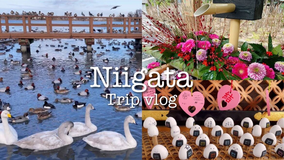 冬の新潟旅行＊瓢湖水きん公園｜白山神社｜旧齋藤家別邸｜弁慶 回転寿司｜ピアBandai 万代島鮮魚センター｜とんかつ政ちゃん タレかつ［Trip vlog］Trip to Niigata / 新潟之旅