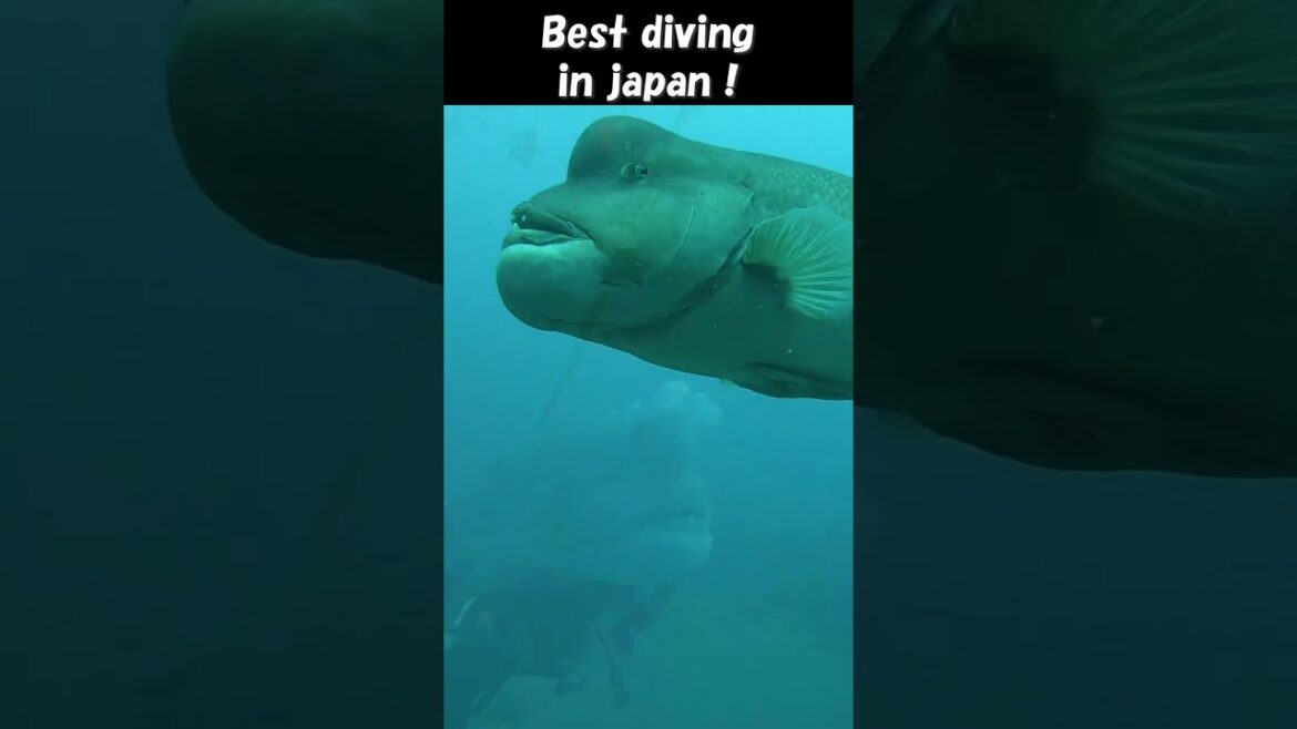 【4K】Japan's best diving！😆② #shorts