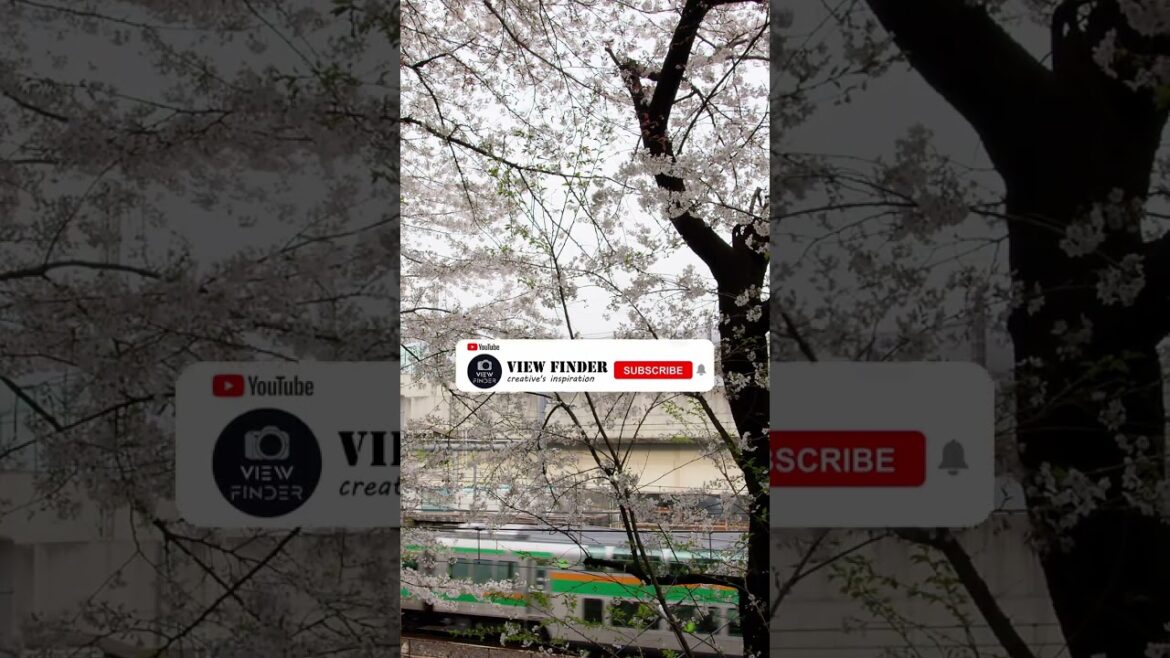 Spring in Japan #shorts #japan ❤️🔥#japantravel #spring Spring in Japan #shorts #japan ❤️🔥#japantravel #spring