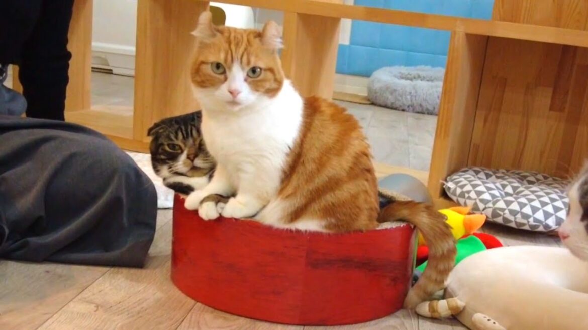 Cat Cafe for Solo Travel in Osaka Japan | Cat Cafe Nearnya