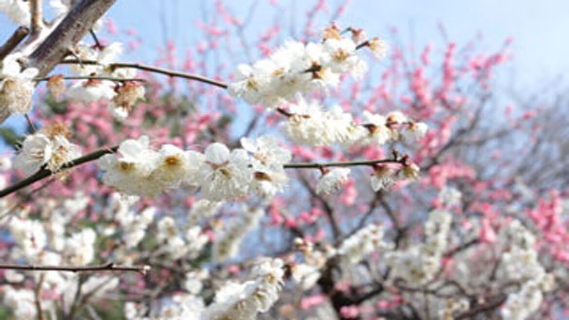 Plum Blossoms | Umemi | Okurayama Plum Park | Yokohama