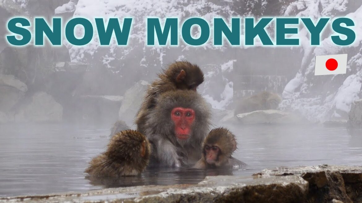 【お猿の温泉】地獄谷野猿公苑 / スノーモンキーたちの憩いの場所におじゃましました♨️ 【お猿の温泉】地獄谷野猿公苑 / スノーモンキーたちの憩いの場所におじゃましました♨️