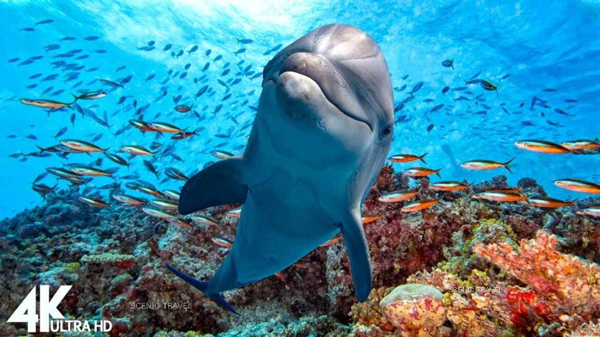 3HRS Video 4K Dolphin “333hz” – Undersea Nature Relaxation Film with Piano Music | Scenic Travel 3HRS Video 4K Dolphin "333hz" - Undersea Nature Relaxation Film with Piano Music | Scenic Travel