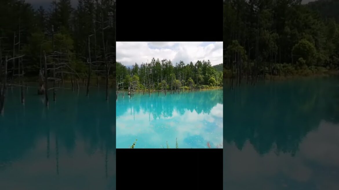 Blue Pond Hokkaido🤩🤩| ✨Things To Do In Japan✨ #shorts