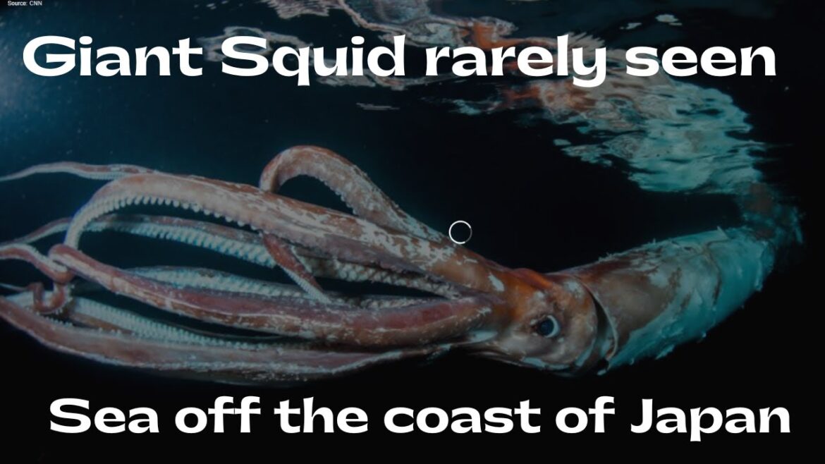 Giant squid rarely seen sea off the coast of Japan..