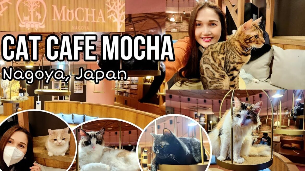 CAT CAFE MOCHA NAGOYA JAPAN CAT CAFE IN JAPAN