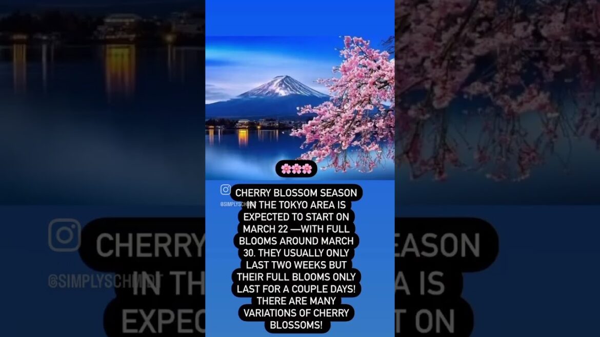 When is Japan’s cherry blossom season?