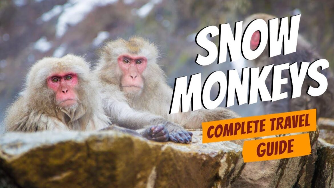 Snow Monkeys Jigokudani Hells Valley *Complete Guide On How To Travel From Tokyo to Nagano Japan*