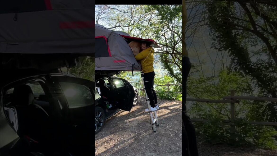 How to get your dog from rooftop tent