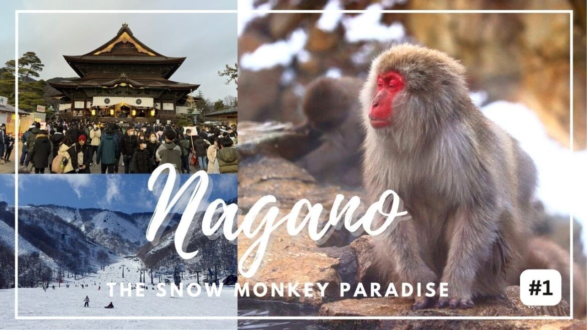 Uncover the Magical Secrets of Japan's Snow Monkey Park | Jigokudani | Nagano - Part 1