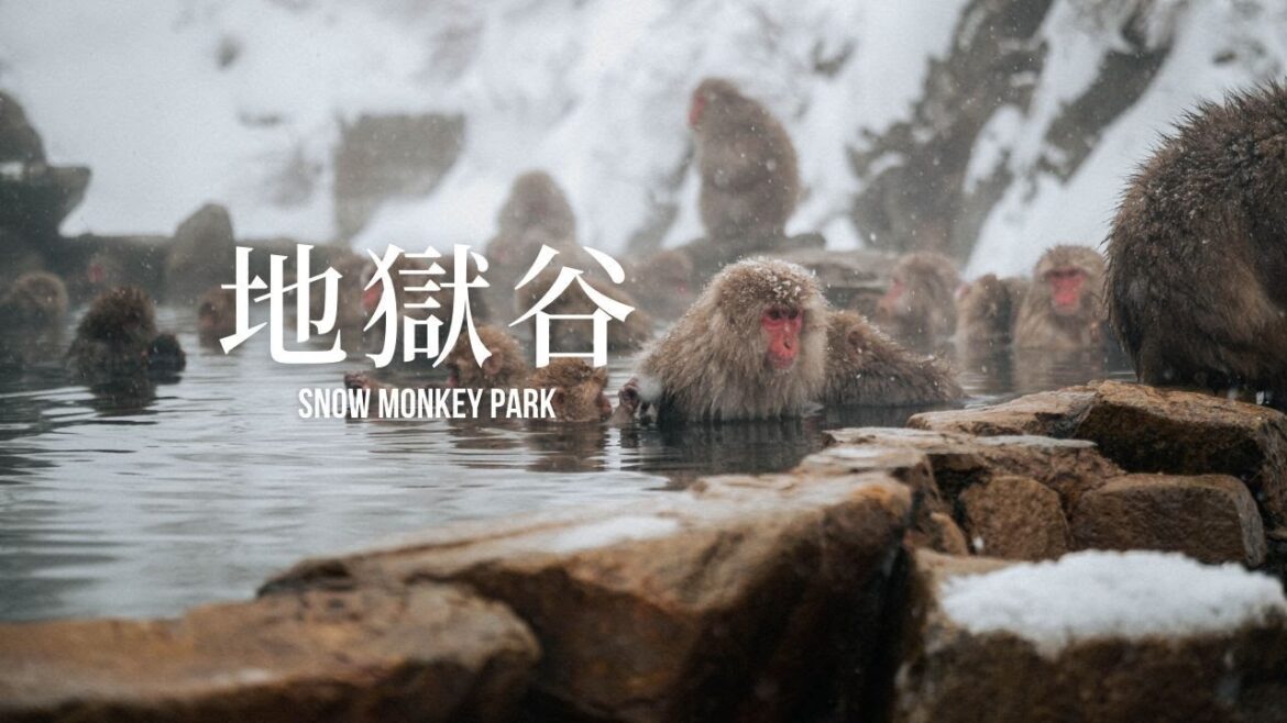Photographing The Japanese Snow Monkeys / POV Photography / Nikon Z5 Photographing The Japanese Snow Monkeys / POV Photography / Nikon Z5
