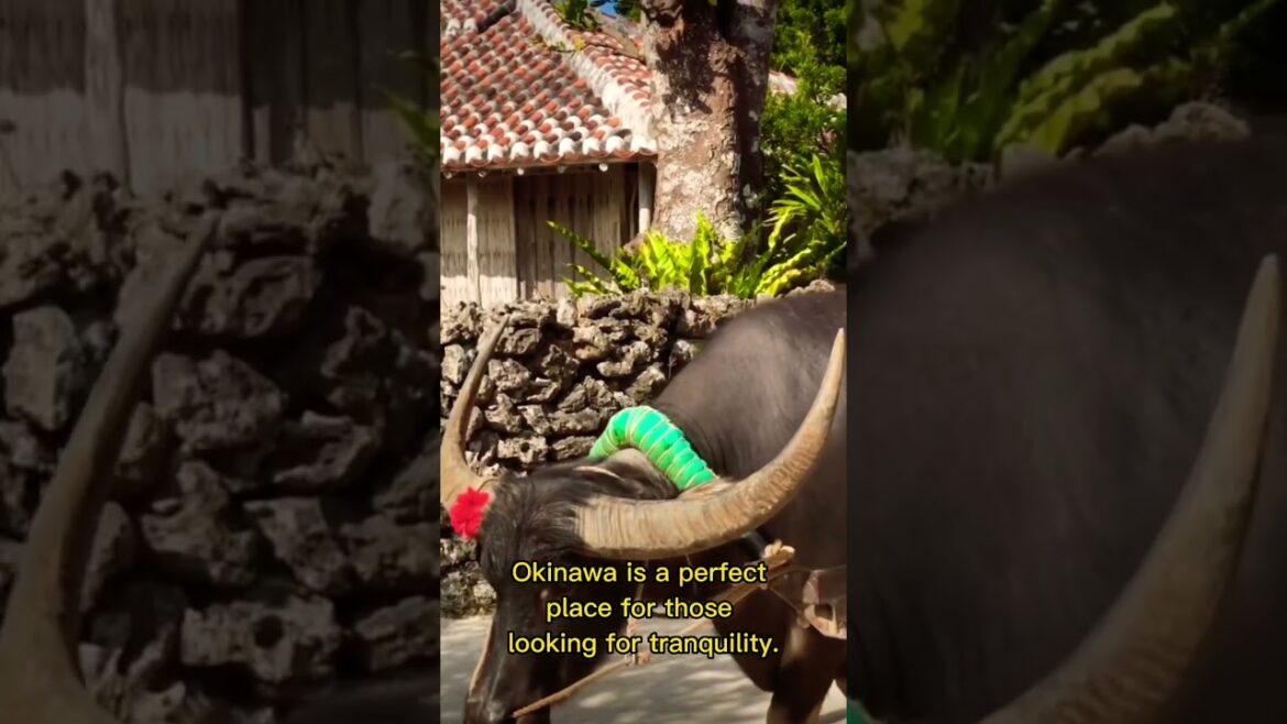 Okinawa: An Oasis of Paradise in the Pacific. #shorts #japan Okinawa: An Oasis of Paradise in the Pacific. #shorts #japan