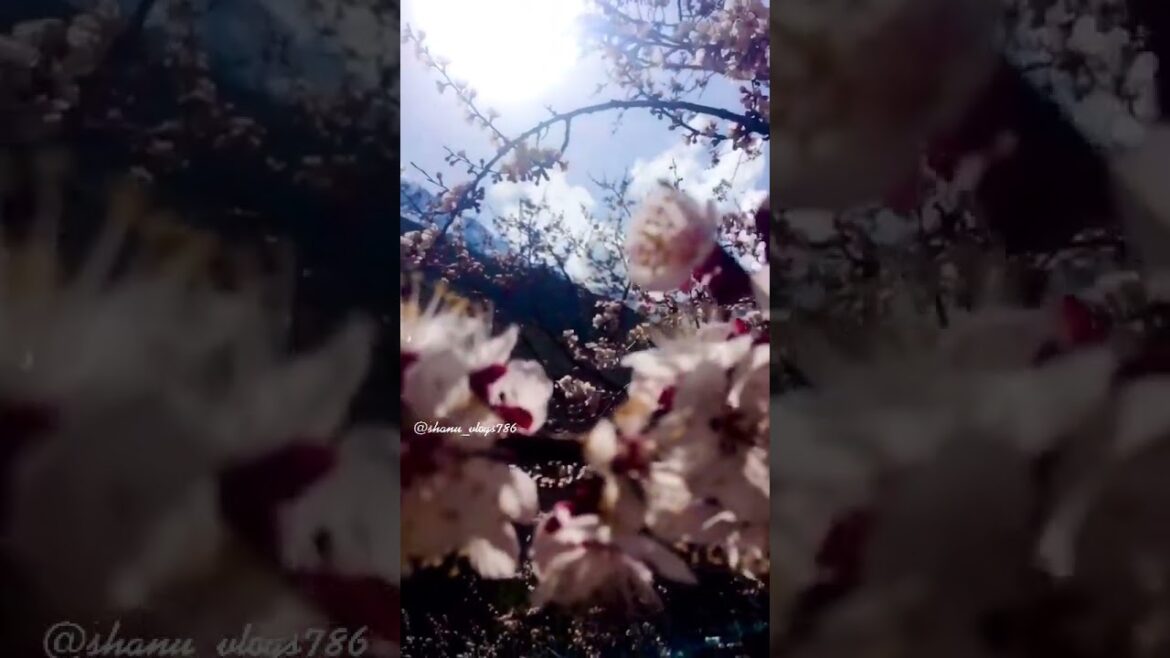 Visit Gilgit Baltistan In Spring Season Apricot Blossom || Hometown Kanday In Spring || Shanu Vlogs