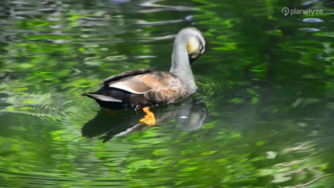 Morioka Castle Ruins Park, Iwate | One Minute Japan Travel Guide