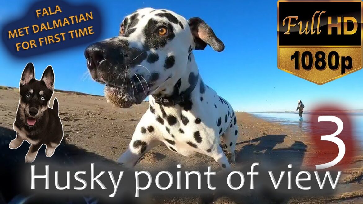 Husky met dalmatian for first time - FALALANDIA