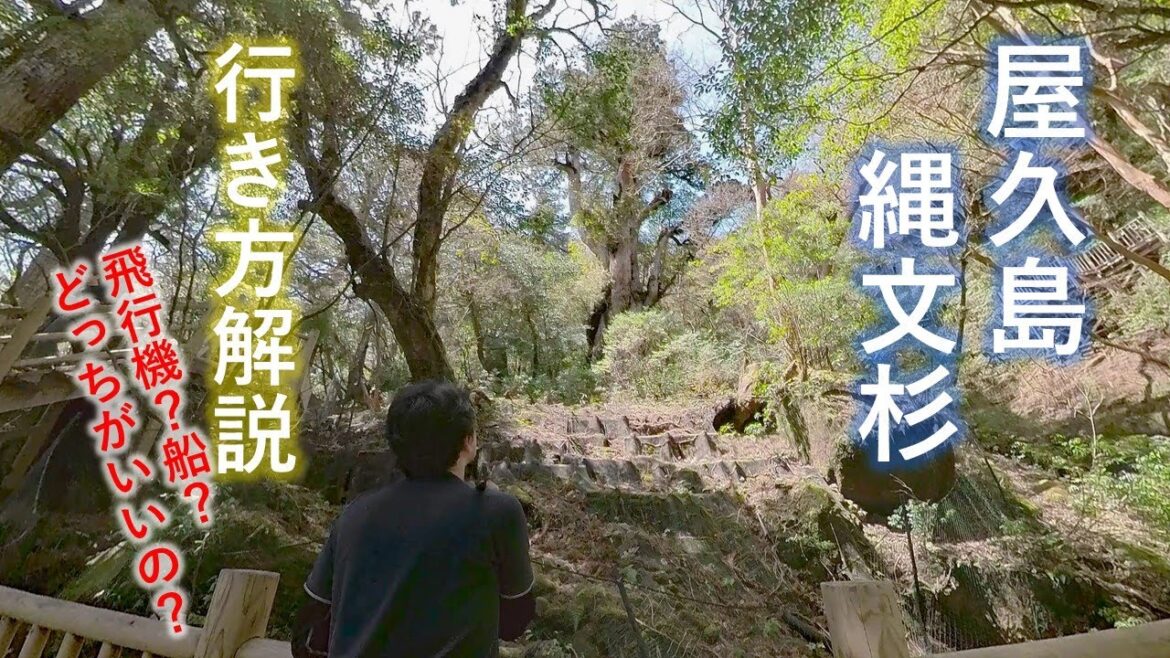 【鹿児島 屋久島 縄文杉(前編)】飛行機？船？「行き方解説」- 屋久島への交通手段から島内での動き方まで -
