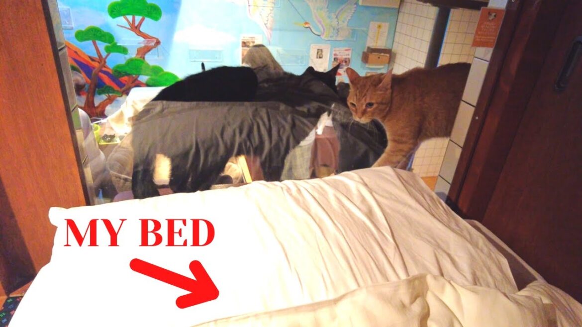 Capsule Hotel in Cat Cafe in Osaka Japan | Neco Republic Cat Spa & Cat Ryokan Capsule Hotel in Cat Cafe in Osaka Japan | Neco Republic Cat Spa & Cat Ryokan