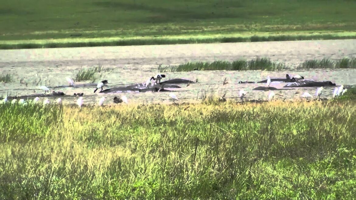 Hippo - Safari Ngorongoro Crater Africa