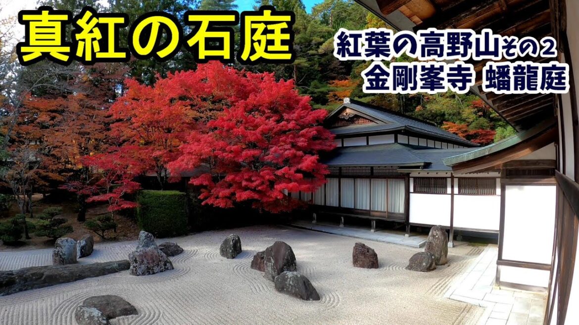 【真紅の石庭】真っ赤な満開の花のよう！高野山の紅葉-Autumn in Koyasan, Wakayama Prefecture, where there are many temples