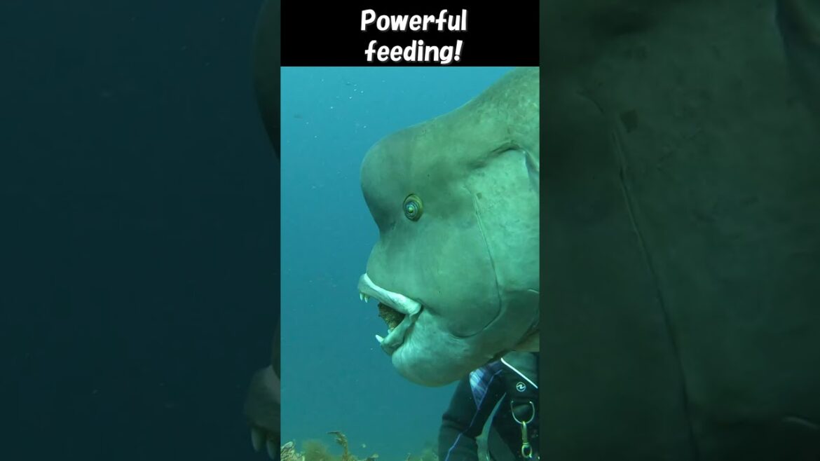 【4K】Powerful feeding! Japan's best diving！😆 #shorts
