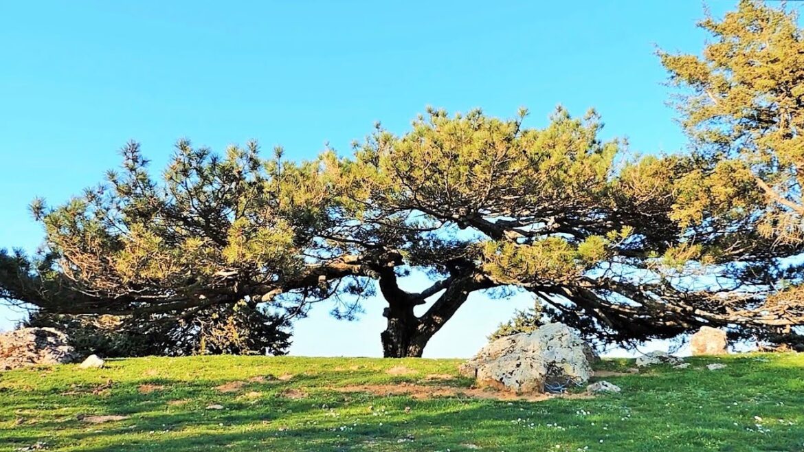Huge Very Old Black Pine - Lesvos island - Greece - Bonsai Inspiration From Nature