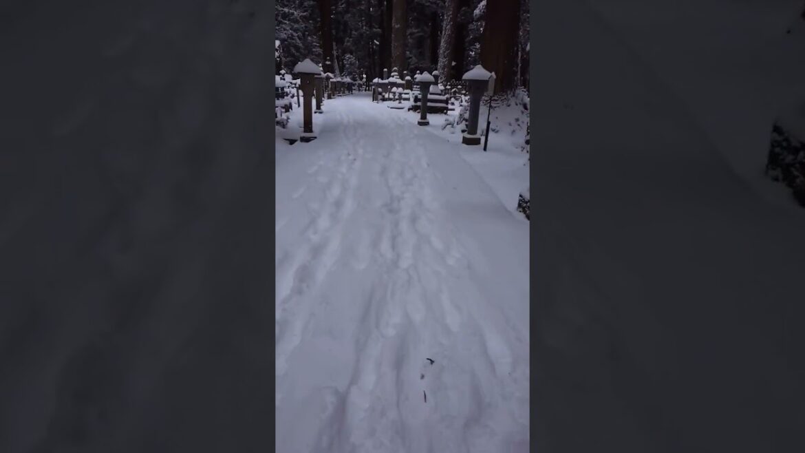 奥之院   参道 #高野山 23.1.25