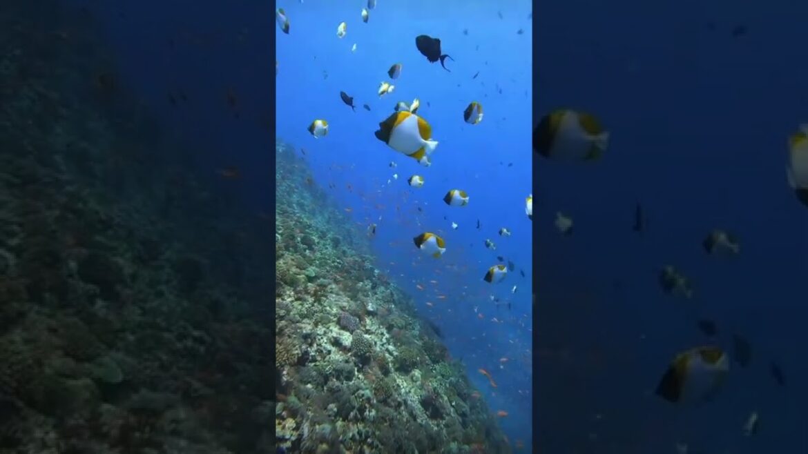 Amazing Japan – Okinawa Islands #shorts #travelvlog #japan Amazing Japan - Okinawa Islands #shorts #travelvlog #japan