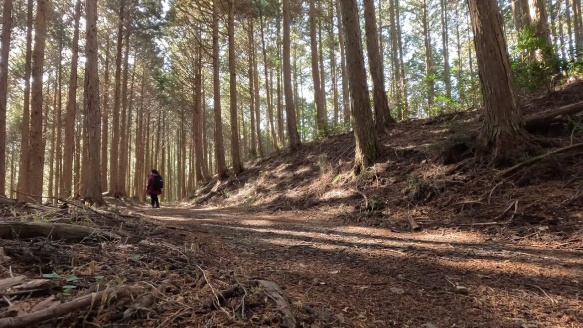 Hiking the Koyasan Choishi Michi trail